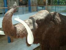 mamut1.jpg